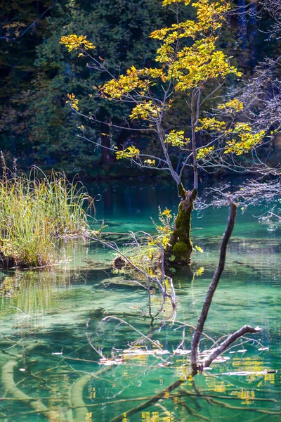 Hırvatistan Plitvice Jezera Parkı Nda Gölet — Stok fotoğraf