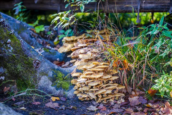 Zbliżenie Grzybów Jesiennym Lesie — Zdjęcie stockowe