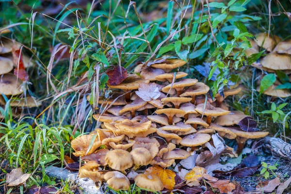Closeup Mushrooms Autumnal Forest — Stock Photo, Image