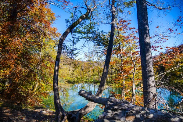 Vijver Plitvice Jezera Park Kroatië — Stockfoto