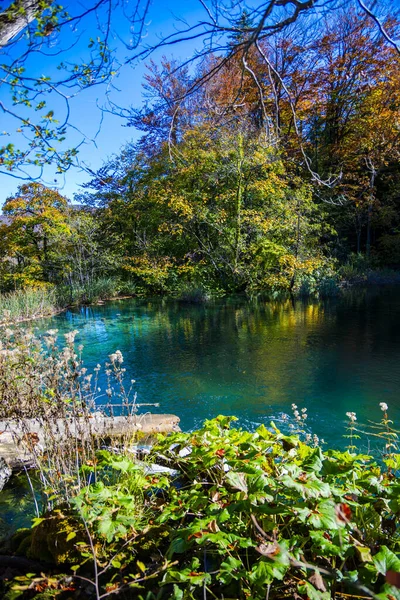 Staw Lesie Plitvice Jezera Park Chorwacja — Zdjęcie stockowe