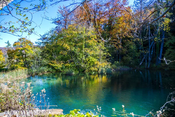 Damm Skogen Plitvicesjöparken Kroatien — Stockfoto