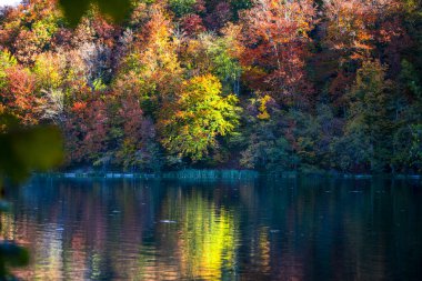 Hırvatistan 'ın Plitvice Jezera Parkı' nda gölet.