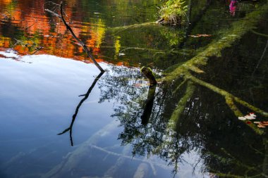 Hırvatistan 'ın Plitvice Jezera Parkı' nda gölet.