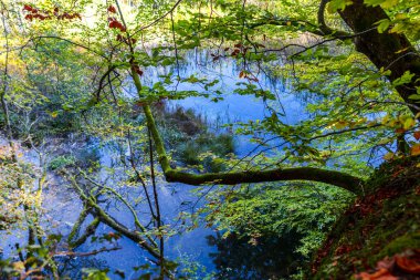 Hırvatistan 'ın Plitvice Jezera Parkı' nda gölet.