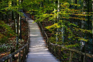 Hırvatistan 'ın Plitvice Jezera Parkı manzarası.