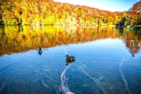 Enten Schwimmen Teich Park Plitvice Jezera Kroatien — Stockfoto