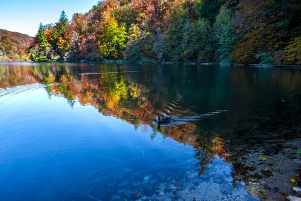 Teich Park Plitvice Jezera Kroatien — Stockfoto