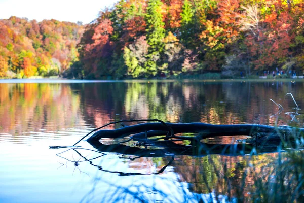 Staw Parku Plitvice Jezera Chorwacja — Zdjęcie stockowe