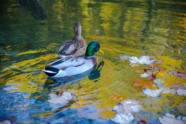 Enten Schwimmen Teich Park Plitvice Jezera Kroatien — Stockfoto