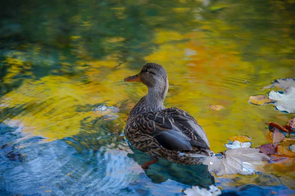 克罗地亚Plitvice Jezera公园池塘里的鸭子 — 图库照片