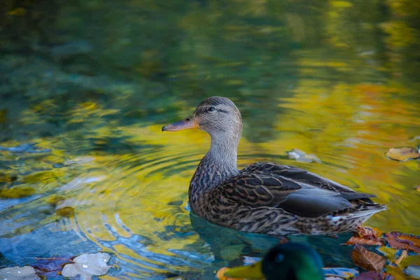 克罗地亚Plitvice Jezera公园池塘里的鸭子 — 图库照片