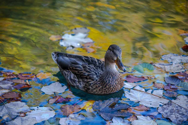 Pato Nadando Lagoa Plitvice Jezera Park Croácia — Fotografia de Stock