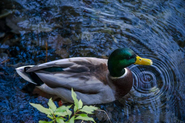 Duck Swimming Pond Plitvice Jezera Park Croatia — Stock Photo, Image