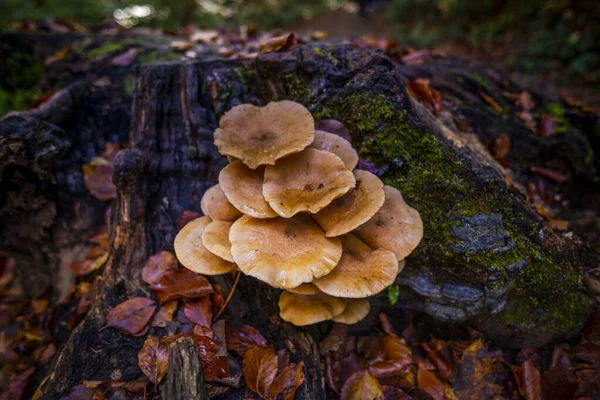 Closeup Mushrooms Autumnal Forest — Stock Photo, Image