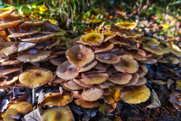 Primer Plano Las Setas Bosque Otoñal — Foto de Stock