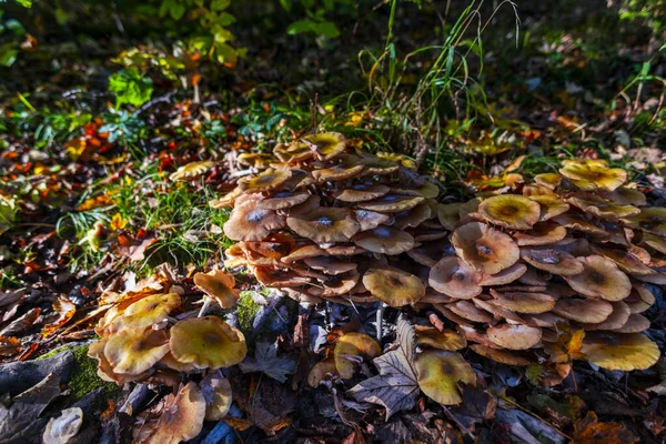 Крупный План Грибов Осеннем Лесу — стоковое фото