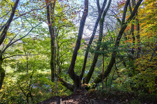 Paesaggio Del Parco Plitvice Jezera Croazia — Foto Stock