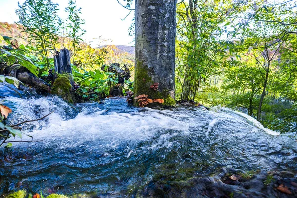 Gebirgsfluss Wald — Stockfoto