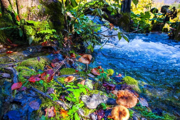 Gebirgsfluss Wald — Stockfoto