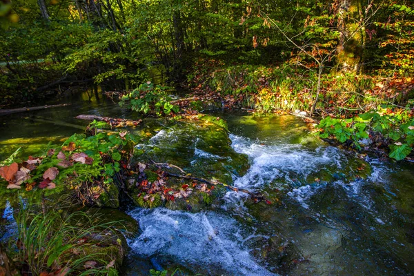 Gebirgsfluss Wald — Stockfoto