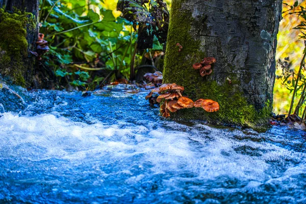 Gebirgsfluss Wald — Stockfoto