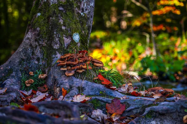 Nahaufnahme Von Pilzen Herbstlichen Wald — Stockfoto