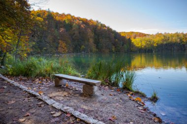 Göletli renkli sonbahar ormanı