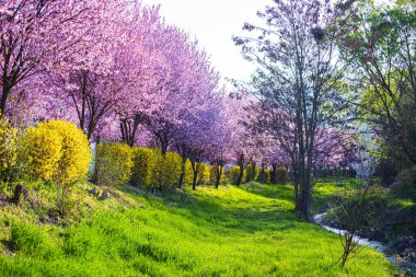 İlkbaharda çiçek açan sakura ağaçları ile Bahçe