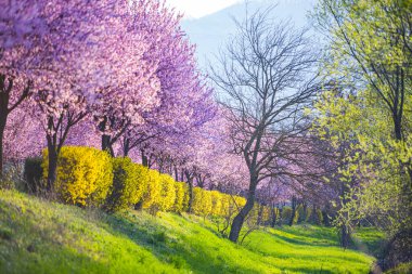 İlkbaharda çiçek açan sakura ağaçları ile Bahçe