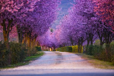 İlkbaharda çiçek açan sakura ağaçları ile Bahçe