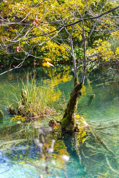 Göletli Renkli Sonbahar Ormanı — Stok fotoğraf