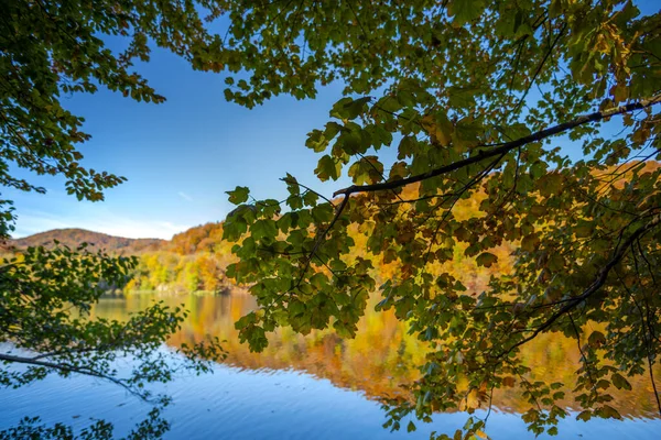 Barevný Podzimní Les Rybníkem — Stock fotografie