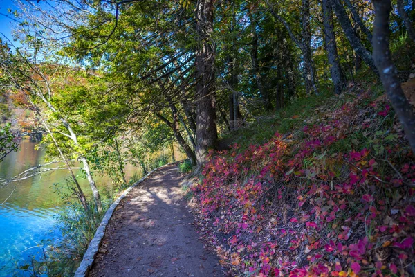 Цветные Осенние Леса Прудом — стоковое фото
