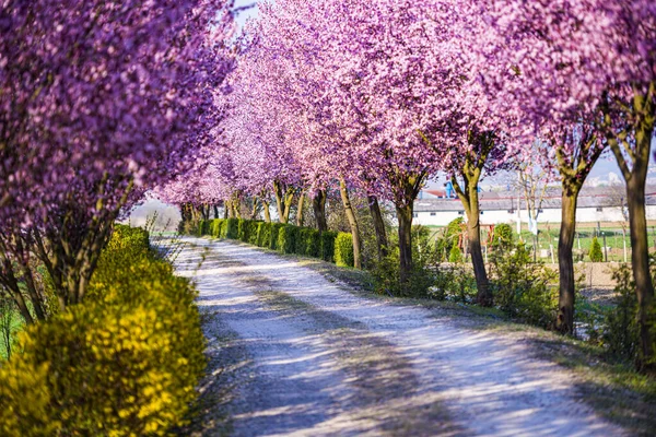 Zahrada Kvetoucí Sakura Stromy Jaře — Stock fotografie