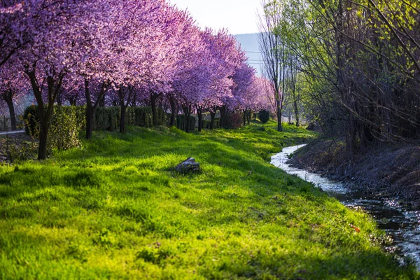 Garden Blooming Sakura Trees Spring — Stock Photo, Image