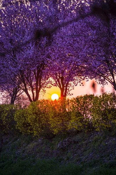 Весной Сад Цветущими Сакурами — стоковое фото