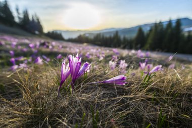 Çiçekli mor timsah. Dağlarda bahar çiçekleri..
