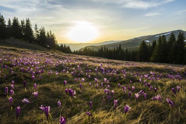 Çiçekli mor timsah. Dağlarda bahar çiçekleri..