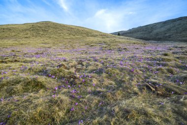 Çiçekli mor timsah. Dağlarda bahar çiçekleri..