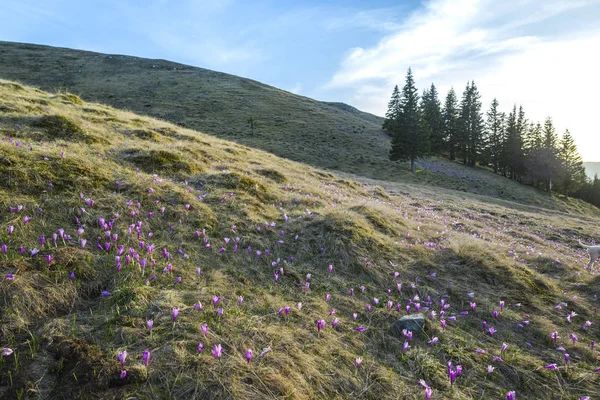 Crocos Roxos Florescentes Flores Primavera Montanhas — Fotografia de Stock