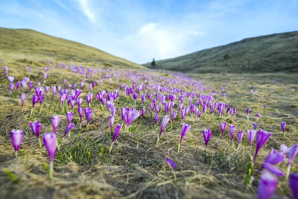 Croci Púrpura Floreciente Flores Primavera Las Montañas — Foto de Stock