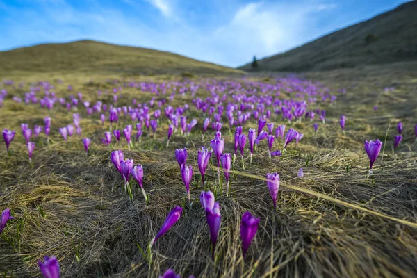 Croci Púrpura Floreciente Flores Primavera Las Montañas — Foto de Stock