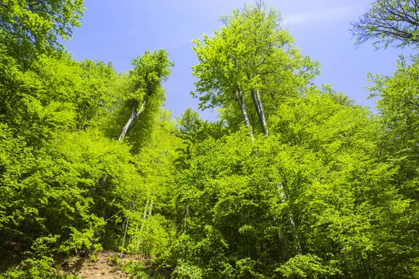 Green Spring Forest Tall Trees — Stock Photo, Image