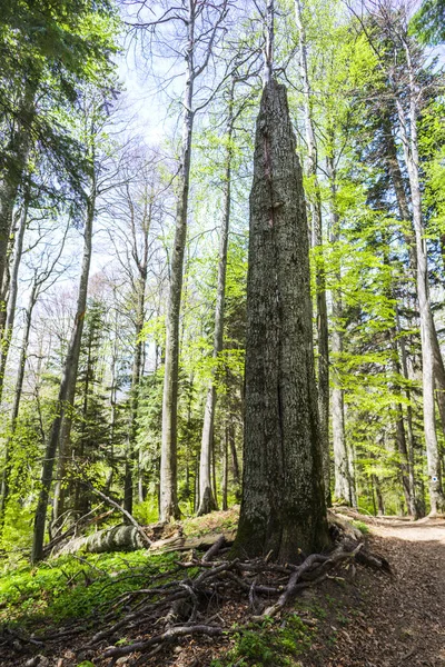 Grön Vårskog Med Höga Träd — Stockfoto