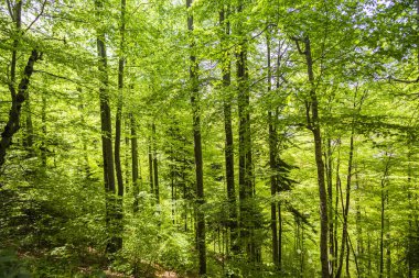 Uzun ağaçlı yeşil bahar ormanı