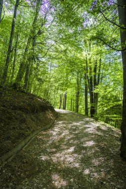 Uzun ağaçlı yeşil bahar ormanı