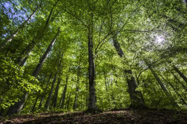 Uzun ağaçlı yeşil bahar ormanı
