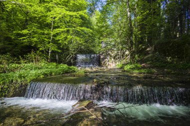 Ormanda yeşil bahar şelaleleri