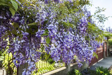 ilkbaharda çiçek açan ağaçlar ile Bahçe